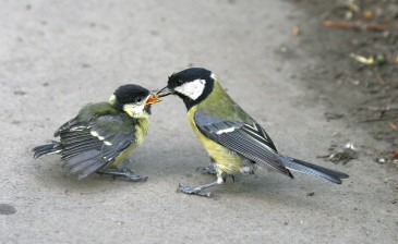 Meisenfuetterung